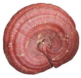 编造AC影黑人武士故事的教授：育碧选弥助当主角不明智